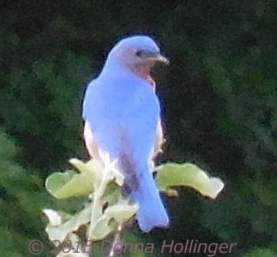 I was losing the light, but this Bluebird was still bright enough