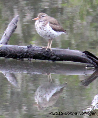 Spotted Sandpiper