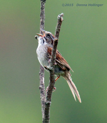 Swamp Sparrow Singing