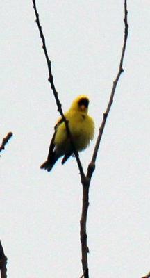High up GoldFinch