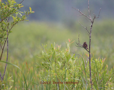 Swamp and Swamp Sparrow