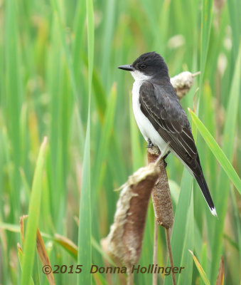 Kingbird