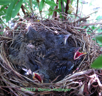 Rene's Birdnest - ANYONE know what kind of chicks these are?