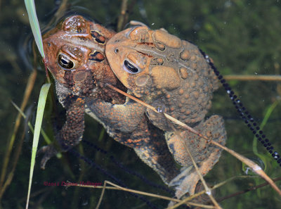 Mating American Toads Producing Eggs  