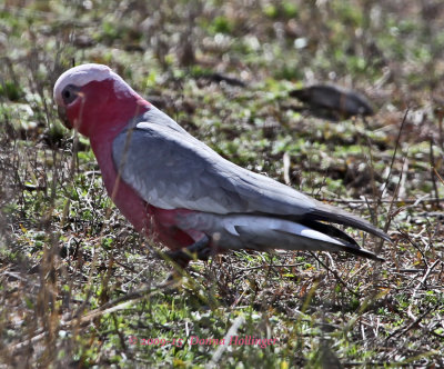 Gala on the ground feeding on seed