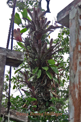 Bromeliads Climbing up the Tree beside the Canopy Walk