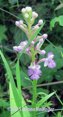 Purple Fringed Orchid at Flora's Fen