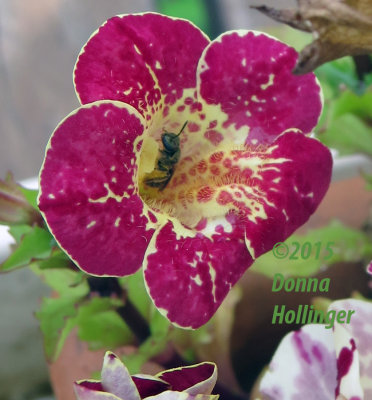 Mimulus Flower with a Bee