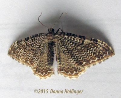 900.moth.0628.copy.jpg