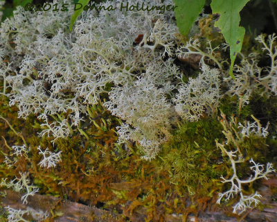 Lichen in the Town Forest