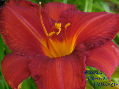 Deep Red Daylily With a Yellow Throat
