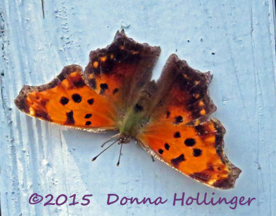 Comma Butterfly Today in Hanover