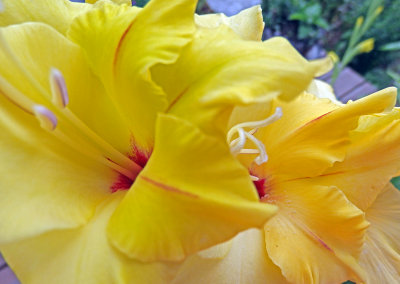 Yellow Gladioli on My Deck