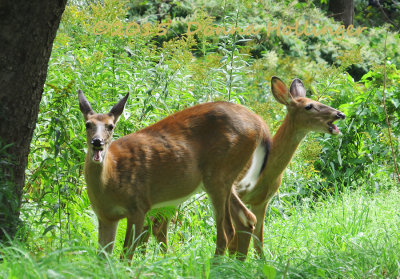 Sneaking up on the deer in a hybrid