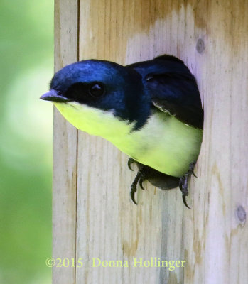 Tree Swallow in a Nesting Box
