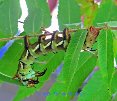 Hickory Horned Devil Caterpillar