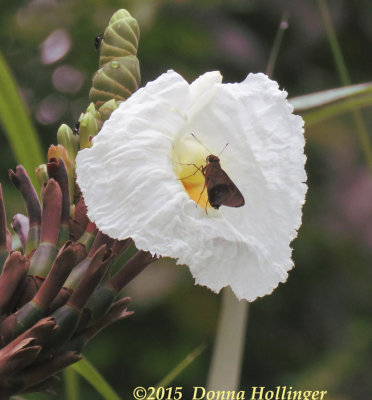 Skipper in this orchid