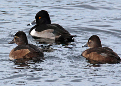 Ring-neck Duck male and two females 