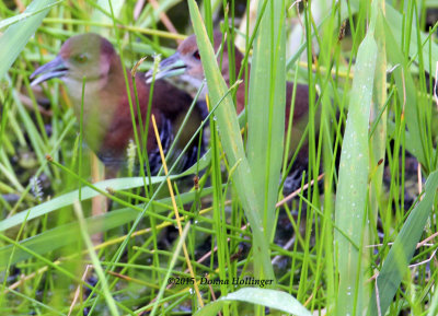 2  White-throated Crakes