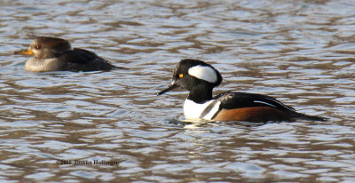 Male and Female Hooded Mergansers