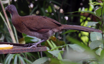 Chachalaca