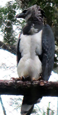 Harpy Eagle is the Panamian National Bird