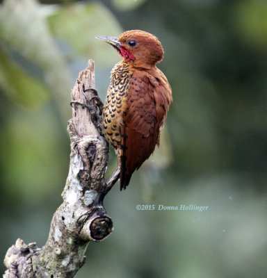 Cinnamon Woodpecker (Celeus loricatus)