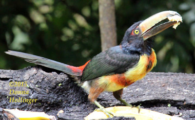 Collared Aracari Eating a Banana