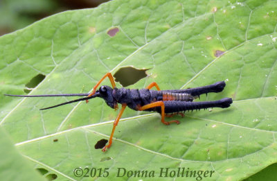Black and Orange  Grasshopper 