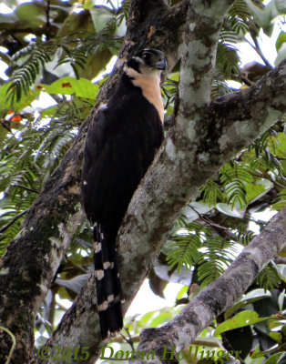 Pale-morph adult Collared Forest-Falcon (buff)