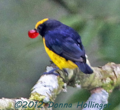 Orange Bellied Euphonia with Berry