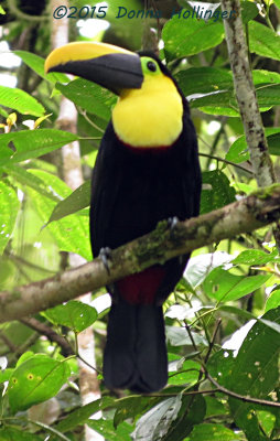 A little Closer the Choco Toucan