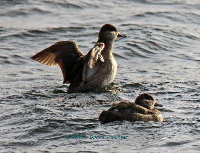 These two Ruddy Ducks were on Fresh Pond