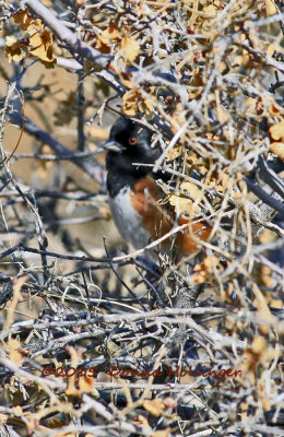 Spotted Towhee Hiding from Donna