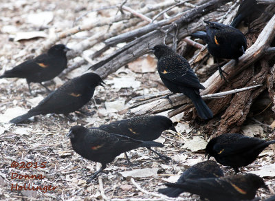 First Years BiColored Blackbirds At Bosque DelApache