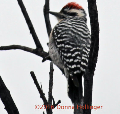 Ladderback Woodpecker