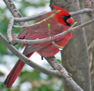 Male Cardinal