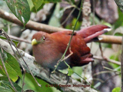 Squirrel Cuckoo