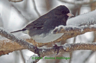 Dark Eyed Junco