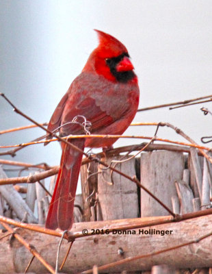 Male Cardinal at Cathys