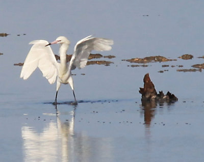 White Morph of a Reddish Egret