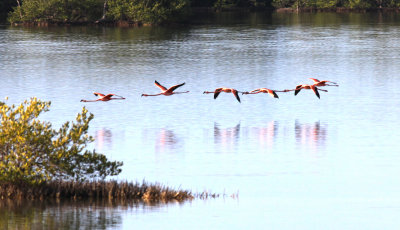 The Chorus Line of Greater Flamingos