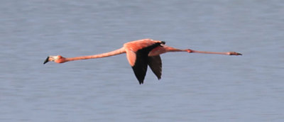 Greater Flamingo