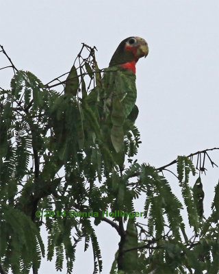 Cuban Parrot at Dusk (a lens correction helped the color)