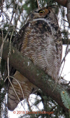 Female Great Horned Owl Went Hunting at 5:15