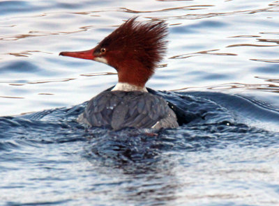 Common Merganser Female