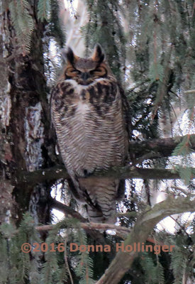 According to Sibley the Female Great Horned Owl is the More Colorfully Marked