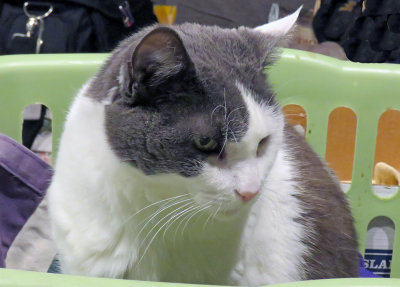 Chitra Kitty in the Laundry Basket