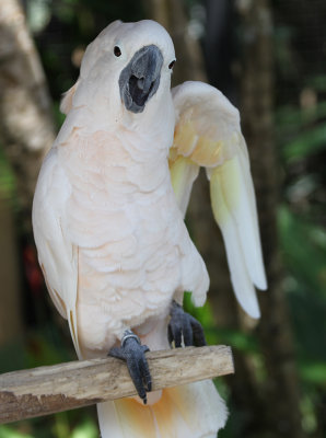The Exuberant Cockatoo