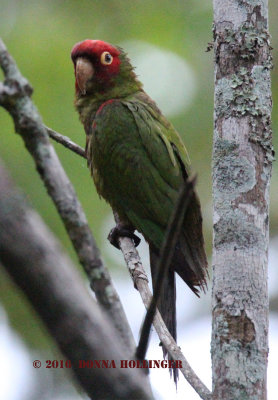 Red-Masked Parakeet (Psittacara erythrogenys)
